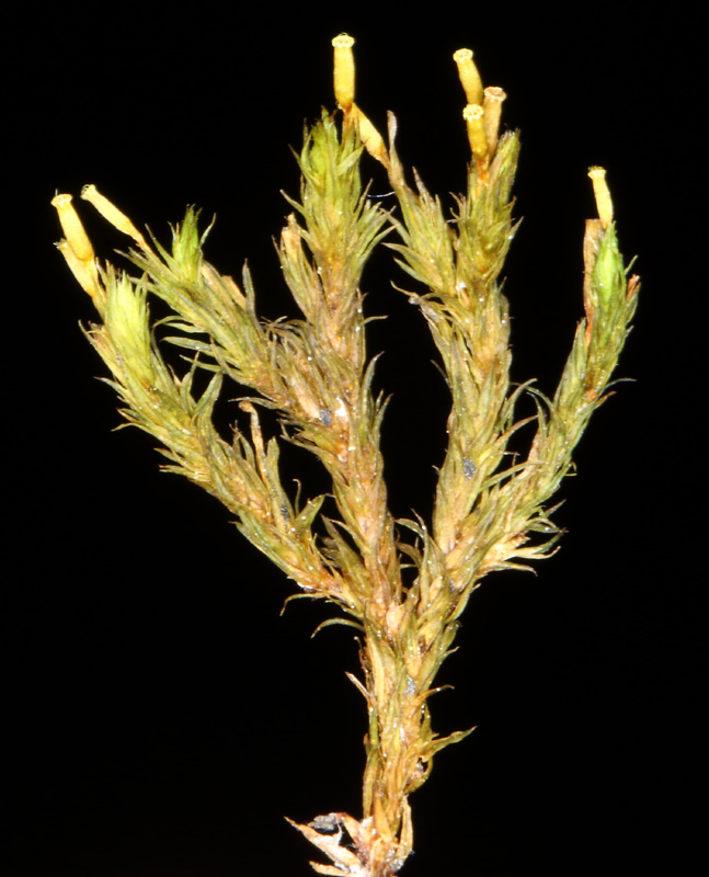 Orthotrichum speciosum